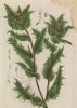 Крестовой корень, волчец кудрявый (Carduus benedictus лат.) -- народное средство для улучшения аппетита (лист 476 "Гербария" Элизабет Блеквелл, изданного в Нюрнберге в 1760 году)