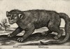 Manticora (ит.) (вероятно обезьяна) (лист из альбома Nova raccolta de li animali piu curiosi del mondo disegnati et intagliati da Antonio Tempesta... Рим. 1651 год)