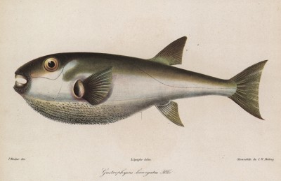 Скалозуб из семейства Tetraodontidae (четырёхзубые) (Gastrophusus laevigatus (лат.)) (лист II великолепной работы Memoire sur les poissons de la côte de Guinée, изданной в Голландии в 1863 году)