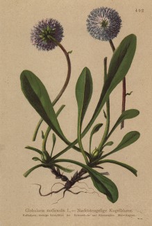 Шаровница (глобулярия) голостебельная (Globularia nudicaulis (лат.)) (из Atlas der Alpenflora. Дрезден. 1897 год. Том V. Лист 402)