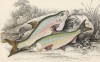 1. Лещ 2. Плотва (1. Carp Bream 2. Roach (англ.)) (лист 26 XXXII тома "Библиотеки натуралиста" Вильяма Жардина, изданного в Эдинбурге в 1843 году)