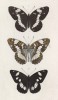 Бабочки Limenitis Sybilla (1,2) и ленточница малая (Limenitis Camilla (лат.)) (лист 9)
