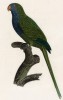 Попугай-монах (лист 38 иллюстраций к первому тому Histoire naturelle des perroquets Франсуа Левальяна. Изображения попугаев из этой работы считаются одними из красивейших в истории. Париж. 1801 год)