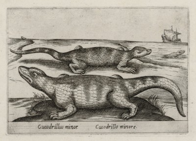 Небольшие крокодильчики (лист из альбома Nova raccolta de li animali piu curiosi del mondo disegnati et intagliati da Antonio Tempesta... Рим. 1651 год)