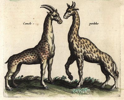 Жирафы. Historia naturalis. Амстердам, 1657