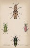 Жуки-нарывники и семейство жуков-мягкотелок во главе с жуком-пожарником (1. Horia maculata 2. Meloe variegatus 3. Cantharis vesicatoria 4.C. Nuttalli (лат.)) (лист 19 XXXV тома "Библиотеки натуралиста" В. Жардина, изданного в Эдинбурге в 1843 году)