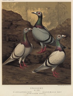 Голубые и серебрянные голуби-драгуны (бирмингемская порода) (из знаменитой "Книги голубей..." Роберта Фултона, изданной в Лондоне в 1874 году)