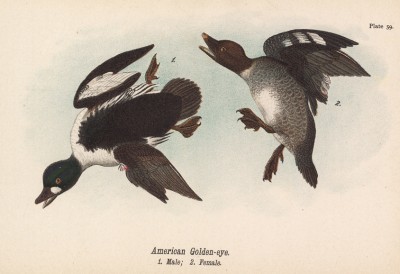 Самец (1) и самка (2) гоголя американского (Glaucionetta clangula americana) (лист 59 известной работы Бенджамина Уоррена "Птицы Пенсильвании", иллюстрированной по мотивам оригиналов Джона Одюбона. США. 1890 год)