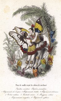 Прощание влюбленных бабочек в костюмах индейцкв Южной Америки под ванильным деревом. Les Papillons, métamorphoses terrestres des peuples de l'air par Amédée Varin. Париж, 1852