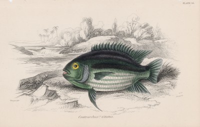 Окунь черноспинный (Centrarchus vittatus (лат.)) (лист 14 тома XL "Библиотеки натуралиста" Вильяма Жардина, изданного в Эдинбурге в 1860 году)