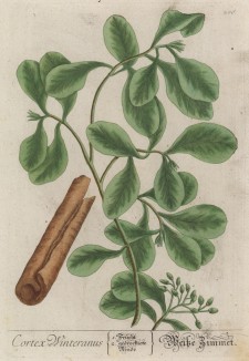 Дримис Винтера (Drimys winteri (лат.)) -- растение семейства винтеровые. В прошлом применялось как тонизирующее и противоцинготное средство (лист 206 "Гербария" Элизабет Блеквелл, изданного в Нюрнберге в 1757 году)