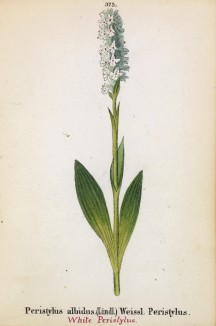 Перистилус белый (Peristylus albidus (лат.)) (лист 375 известной работы Йозефа Карла Вебера "Растения Альп", изданной в Мюнхене в 1872 году)