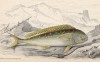 Обыкновенная корифена (Coryphaena hippuris (лат.)) (лист 24 тома XXVIII "Библиотеки натуралиста" Вильяма Жардина, изданного в Эдинбурге в 1843 году)
