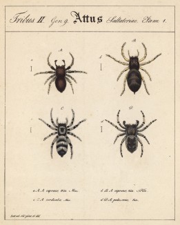 Пауки-представители рода Attus (лат.) (лист из Monographie der spinne... Нюрнберг. 1829 год (экземпляр № 26 из 100))