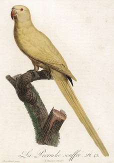 Жёлтый попугайчик (лист 43 иллюстраций к первому тому Histoire naturelle des perroquets Франсуа Левальяна. Изображения попугаев из этой работы считаются одними из красивейших в истории. Париж. 1801 год)