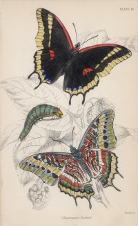 Бабочка Charaxes Jasius (лат.) (лист 16 XXXVI тома "Библиотеки натуралиста" Вильяма Жардина, изданного в Эдинбурге в 1837 году)