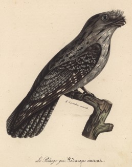 Совиный козодой (лист из альбома литографий "Галерея птиц... королевского сада", изданного в Париже в 1822 году)