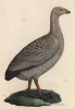 Куриный гусь (лист из альбома литографий "Галерея птиц... королевского сада", изданного в Париже в 1825 году)