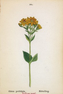 Хлора облиственная (Chlora perfoliata (лат.)) (лист 271 известной работы Йозефа Карла Вебера "Растения Альп", изданной в Мюнхене в 1872 году)