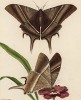 Бабочки-пяденицы из Китая, изображённые Франсуа Мартине для Table des Planches Enluminées d'Histoire Naturelle de M. D'Aubenton (фр.) (Утрехт. 1783 год (лист 17))