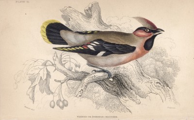 Свиристель (Bombycilla garrula (лат.)) (лист 11 тома XXV "Библиотеки натуралиста" Вильяма Жардина, изданного в Эдинбурге в 1839 году)