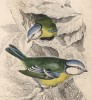 Синица-лазоревка (Parus caeruleus (лат.)) (лист 9 тома XXV "Библиотеки натуралиста" Вильяма Жардина, изданного в Эдинбурге в 1839 году)