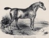 Английская скаковая лошадь (лист 50 первого тома работы профессора Шинца Naturgeschichte und Abbildungen der Menschen und Säugethiere..., вышедшей в Цюрихе в 1840 году)