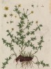 Лапчатка прямостоячая (Potentilla erecta (лат.)) из семейства розоцветных. Другие названия: дикий калган, дубровка, узик, завязный корень, пуповник, древлянка, заплёт (лист 445 "Гербария" Элизабет Блеквелл, изданного в Нюрнберге в 1760 году)
