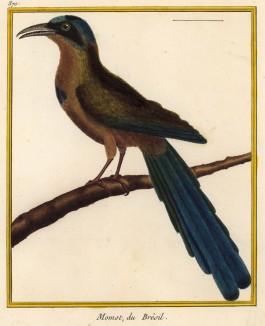Южноамериканская птица момот (из Table des Planches Enluminées d'Histoire Naturelle de M. D'Aubenton (фр.). Утрехт. 1783 год (лист 370))
