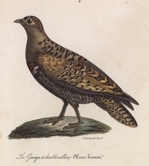 Рябок (лист из альбома литографий "Галерея птиц... королевского сада", изданного в Париже в 1825 году)