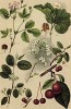 Степная вишня (Prunus Chamaecerasus); яблоня из Сибири (Pirus baccata); кизильник обыкновенный; княженика или мамура или малина арктическая; морошка