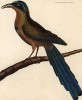 Южноамериканская птица момот (из Table des Planches Enluminées d'Histoire Naturelle de M. D'Aubenton (фр.). Утрехт. 1783 год (лист 370))