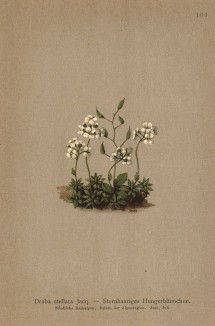 Драба, или крупка звездчатая (Draba stellata (лат.)) (из Atlas der Alpenflora. Дрезден. 1897 год. Том II. Лист 160)