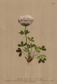 Клевер луговой (Trifolium Thalii (лат.)) (из Atlas der Alpenflora. Дрезден. 1897 год. Том III. Лист 240)