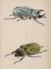 Самочка и самец скарабейники (1. Scarabeus Tityus male and fig. 2. female (лат.)) (лист 12 XXXV тома "Библиотеки натуралиста" Вильяма Жардина, изданного в Эдинбурге в 1843 году)