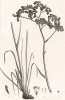Анигозантос, или кенгуровая лапка, Anigozanthos (лат.). Название (от греческого anises - неровный и anthos- цветок) указывает на способность кончиков цветка делиться на шесть неравных частей. Париж, 1800