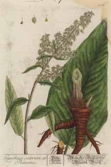 Щавель (Lapathum sativum (лат.)) (лист 489 "Гербария" Элизабет Блеквелл, изданного в Нюрнберге в 1760 году)