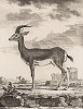 Антилопа le Kevel (фр.) (лист XXI иллюстраций к пятому тому знаменитой "Естественной истории" графа де Бюффона, изданному в Париже в 1755 году)