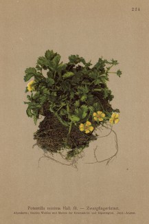 Лапчатка minima (Potentilla minima Hall. (лат.)) (из Atlas der Alpenflora. Дрезден. 1897 год. Том III. Лист 224)
