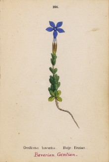 Горечавка баварская (Gentiana bavarica (лат.)) (лист 286 известной работы Йозефа Карла Вебера "Растения Альп", изданной в Мюнхене в 1872 году)