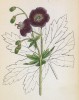 Герань тёмная (Geranium phaeum (лат.)) (лист 103 известной работы Йозефа Карла Вебера "Растения Альп", изданной в Мюнхене в 1872 году)
