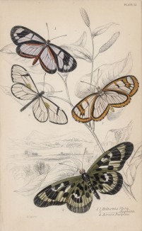 Бабочки геликонии: 1,2. Heliconia Flora 3. Heliconia Diaphana 4. Acraea Pasiphae (лат.)) (лист 12 XXXVI тома "Библиотеки натуралиста" Вильяма Жардина, изданного в Эдинбурге в 1837 году)