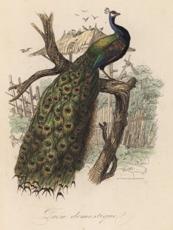 Павлин обыкновенный (иллюстрация к работе Ахилла Конта Musée d'histoire naturelle, изданной в Париже в 1854 году)