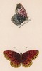 Прекрасная бабочка Афродита (лат. Papilio Aphrodite). History of British Butterflies Френсиса Морриса. Лондон, 1870, л.52