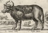 Индийский буйвол (лист из альбома Nova raccolta de li animali piu curiosi del mondo disegnati et intagliati da Antonio Tempesta... Рим. 1651 год)