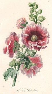 Мальва (шток-роза) из Flore pittoresque dediée Aux Dames par A. Chazal... Париж. 1820 год. В 2000 году комплект этих лучших в истории французской книги начала XIX века ботанических иллюстраций был продан на аукционе "Кристи" за 209.462 $