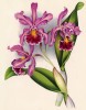 Орхидея CATTLEYA x ELISABETHAE (лат.) (лист DCCXXI Lindenia Iconographie des Orchidées - обширнейшей в истории иконографии орхидей. Брюссель, 1900)