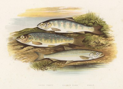 Особи форели, лосося и корюшки в молодости (иллюстрация к "Пресноводным рыбам Британии" -- одной из красивейших работ 70-х гг. XIX века, выполненных в технике хромолитографии)