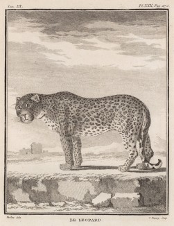 Леопард с вопросом в очах (лист XXX иллюстраций к третьему тому знаменитой "Естественной истории" графа де Бюффона, изданному в Париже в 1750 году)