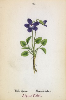 Фиалка альпийская (Viola alpina (лат.)) (лист 79 известной работы Йозефа Карла Вебера "Растения Альп", изданной в Мюнхене в 1872 году)